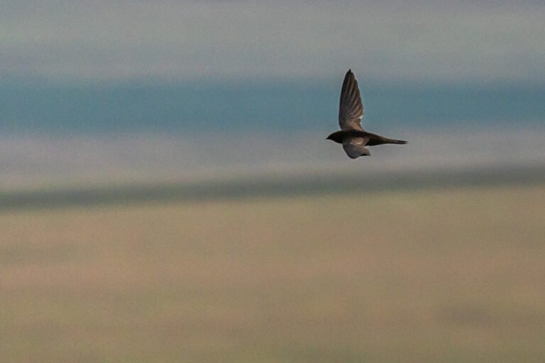 African Black Swift in flight over a valley.