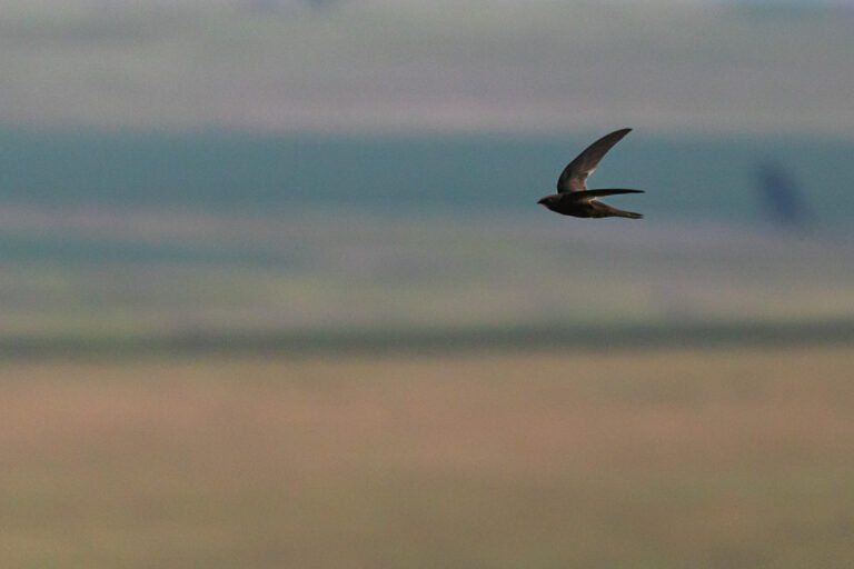 African Black Swift in flight over a valley.