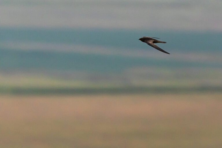 African Black Swift in flight over a valley.