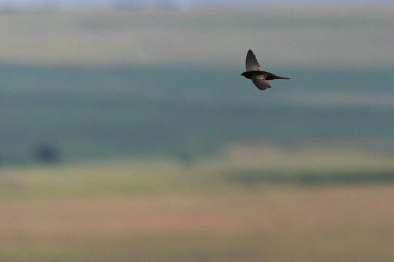 African Black Swift in flight over a valley.