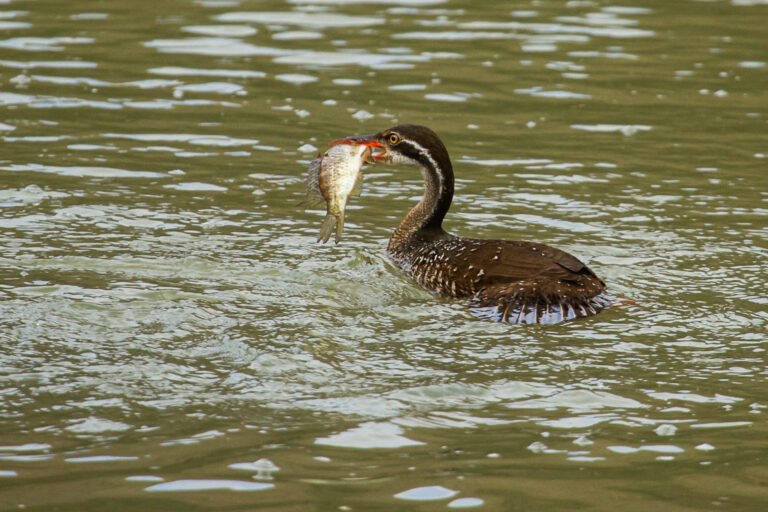 African Finfoot swimming with a fish in its beak.