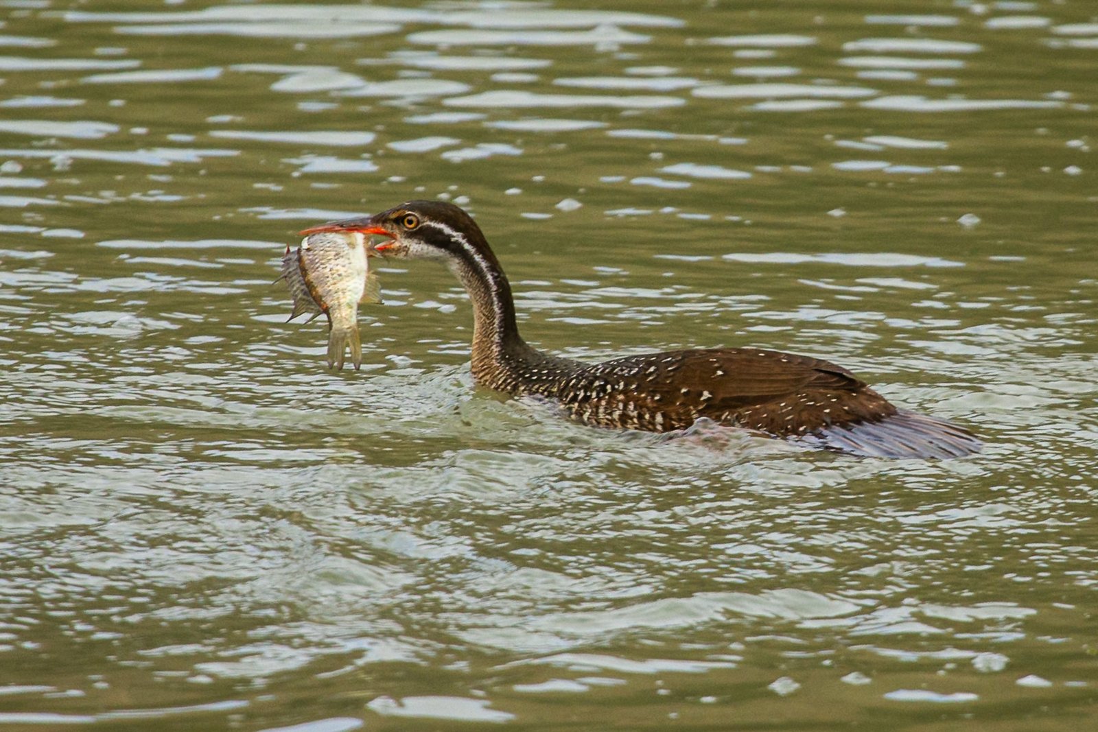 African Finfoot swimming with a fish in its beak.