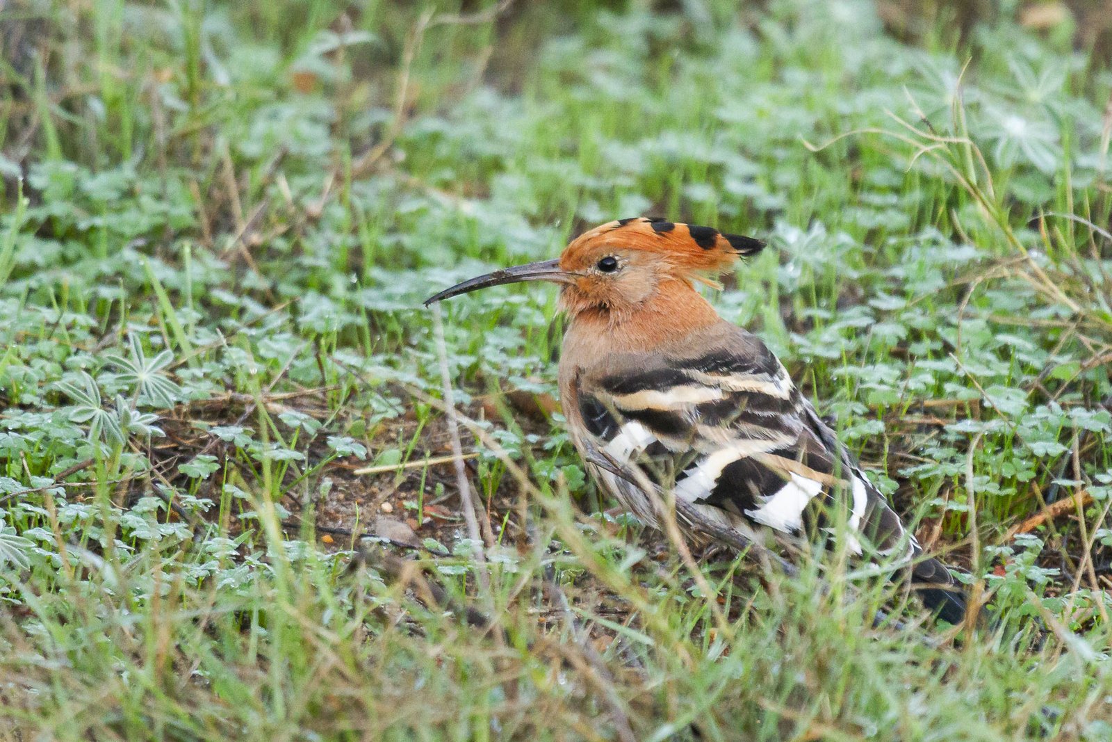 african-hoopoe-feeding