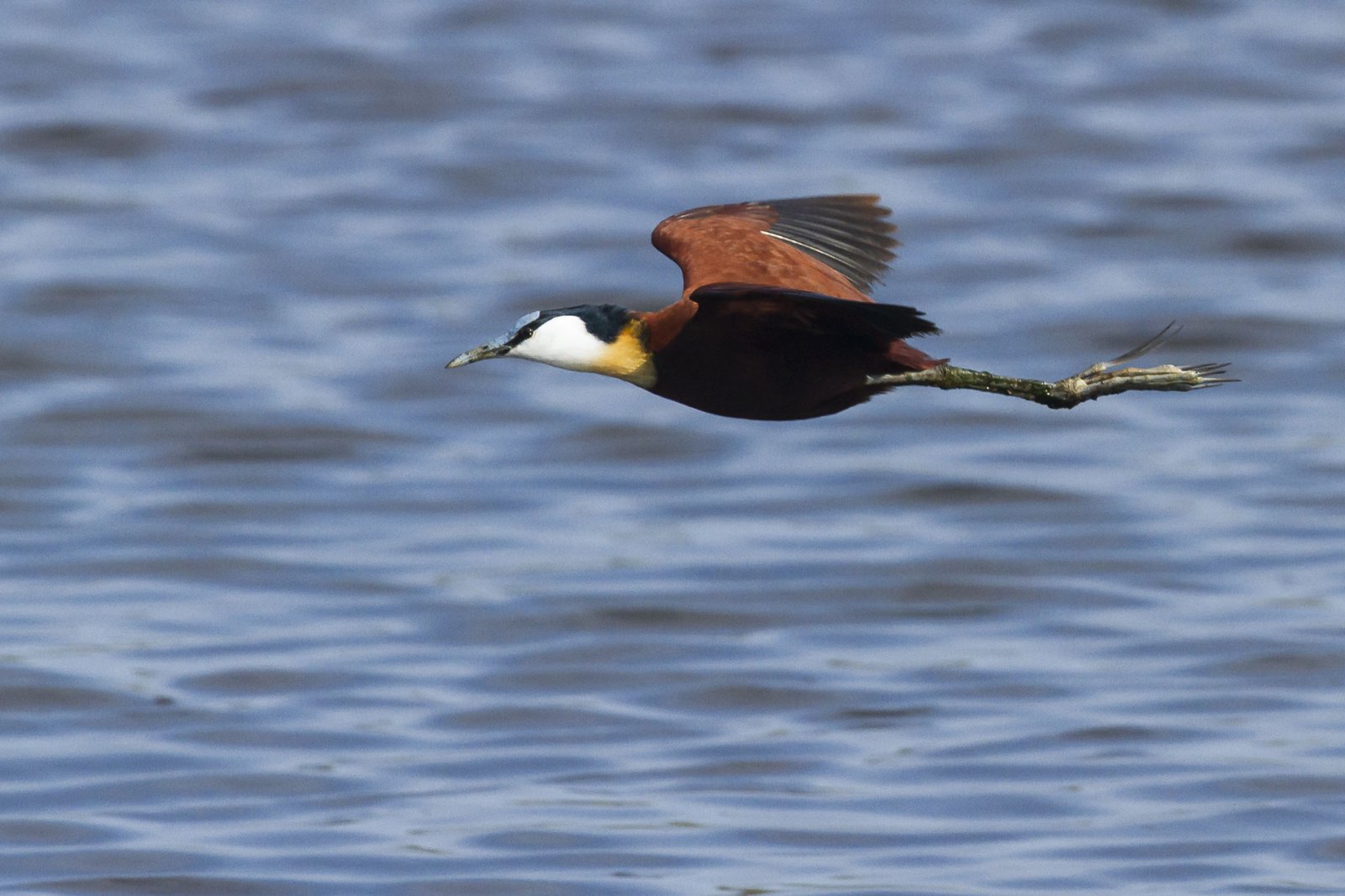 african-jacana-in-flight