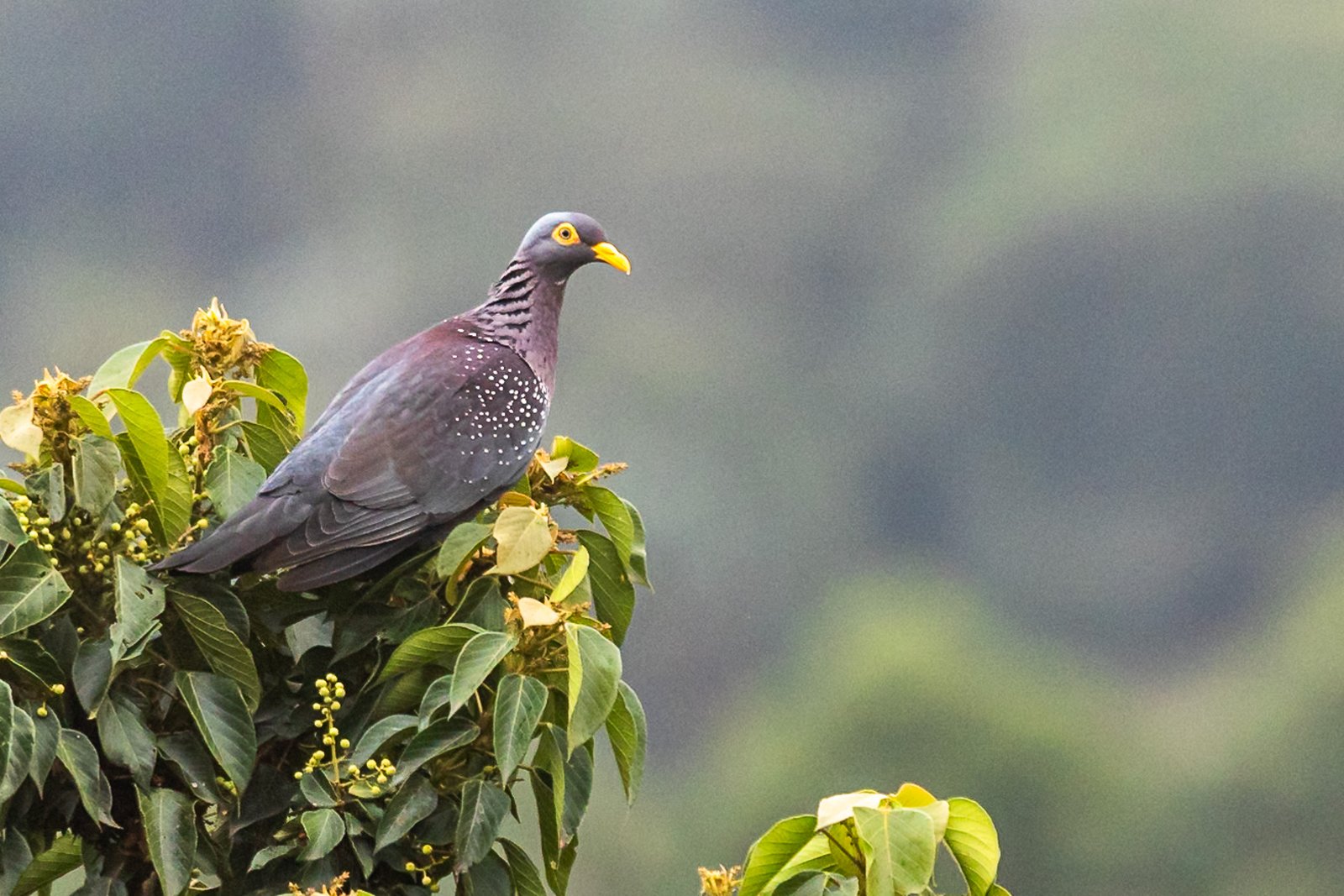 African Olive Pigeon perched on the top of a tree.