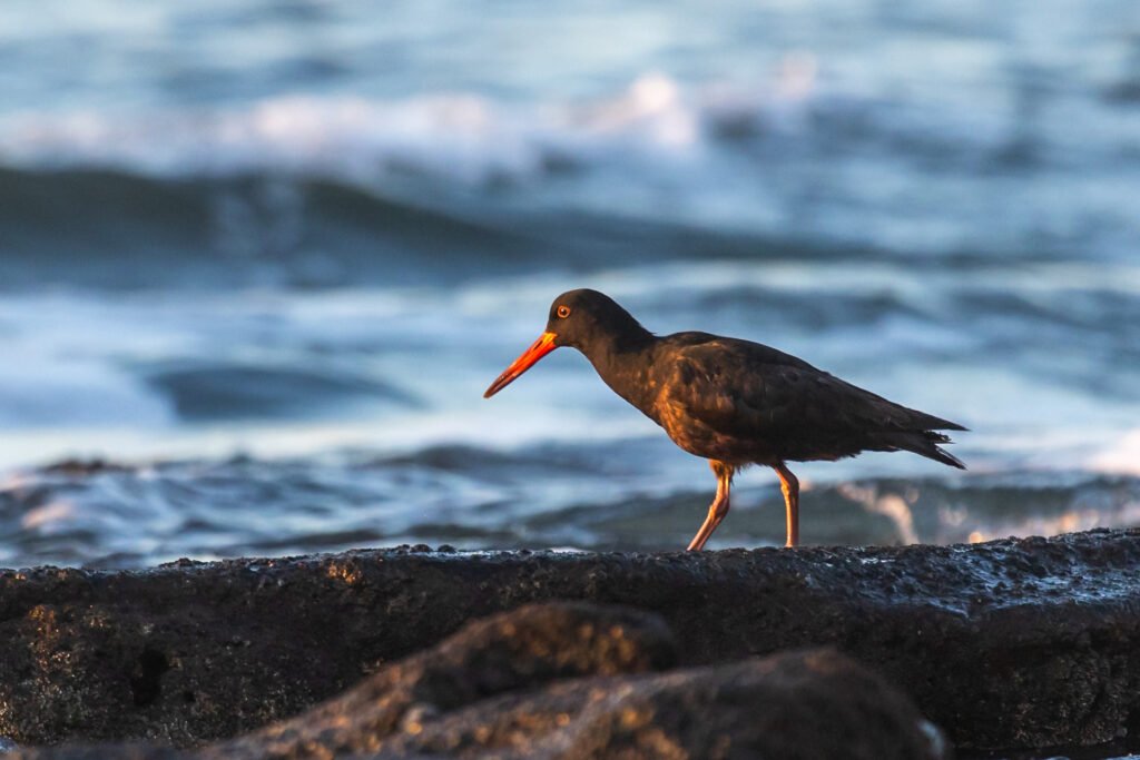 African Oystercatcher walking on rocks.