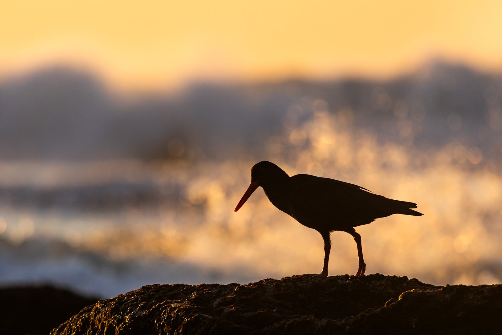 African Oystercatcher walking on rocks silhouette.