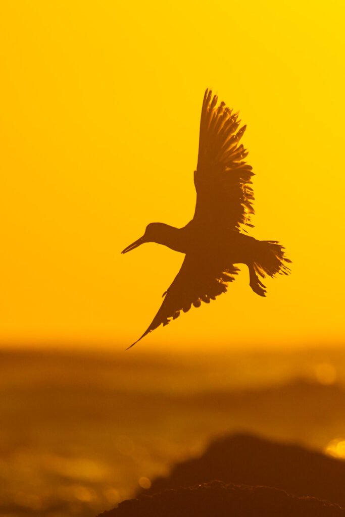 African Oystercatcher flying silhouette.