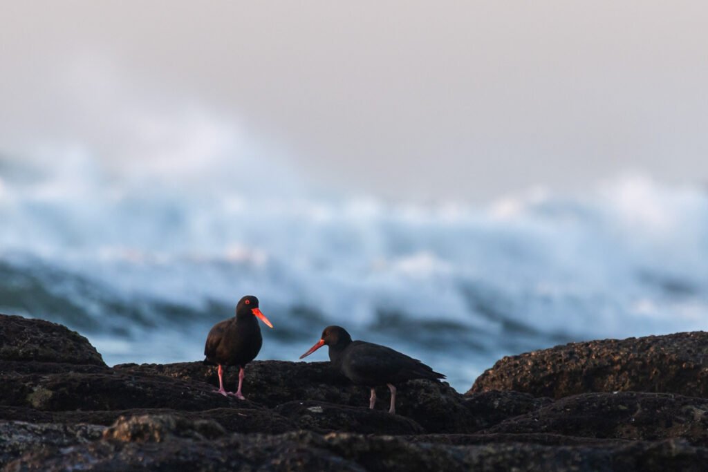 African Oystercatcher pair,