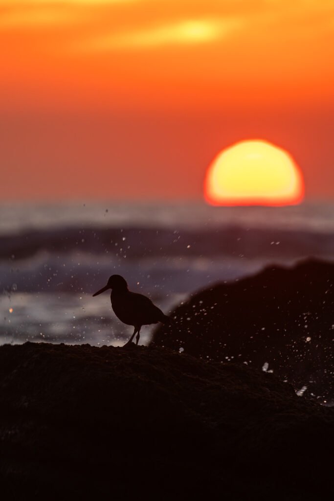 African Oystercatcher standing on a rock with the sunrise in the background.