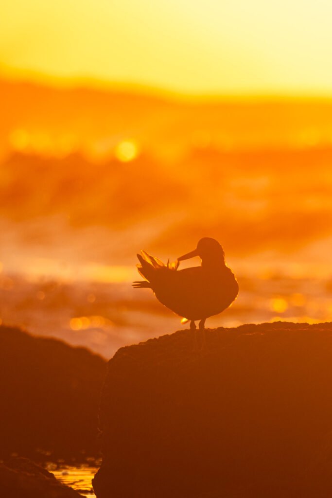 African Oystercatcher preening silhouette.