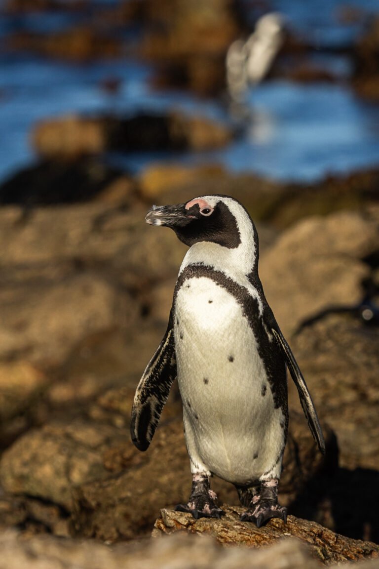 African Penguin standing on a rocky shore.