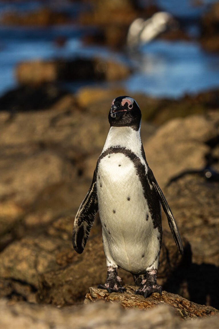 African Penguin standing on a rocky shore.