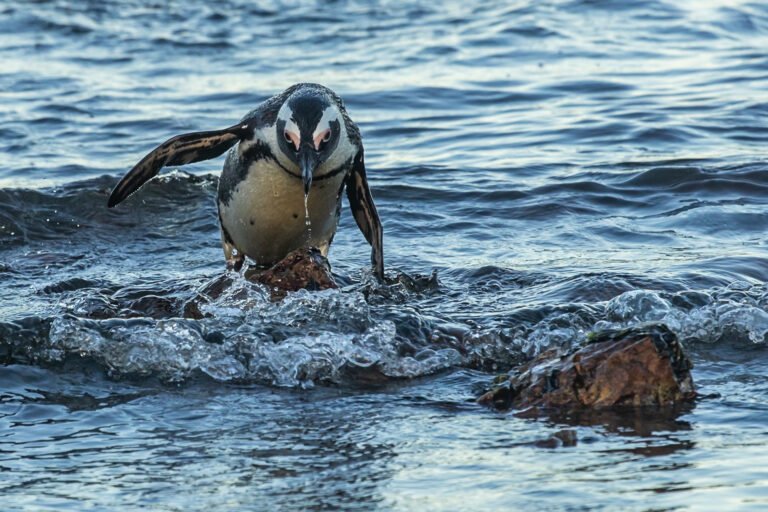 African Penguin walking out of the ocean.