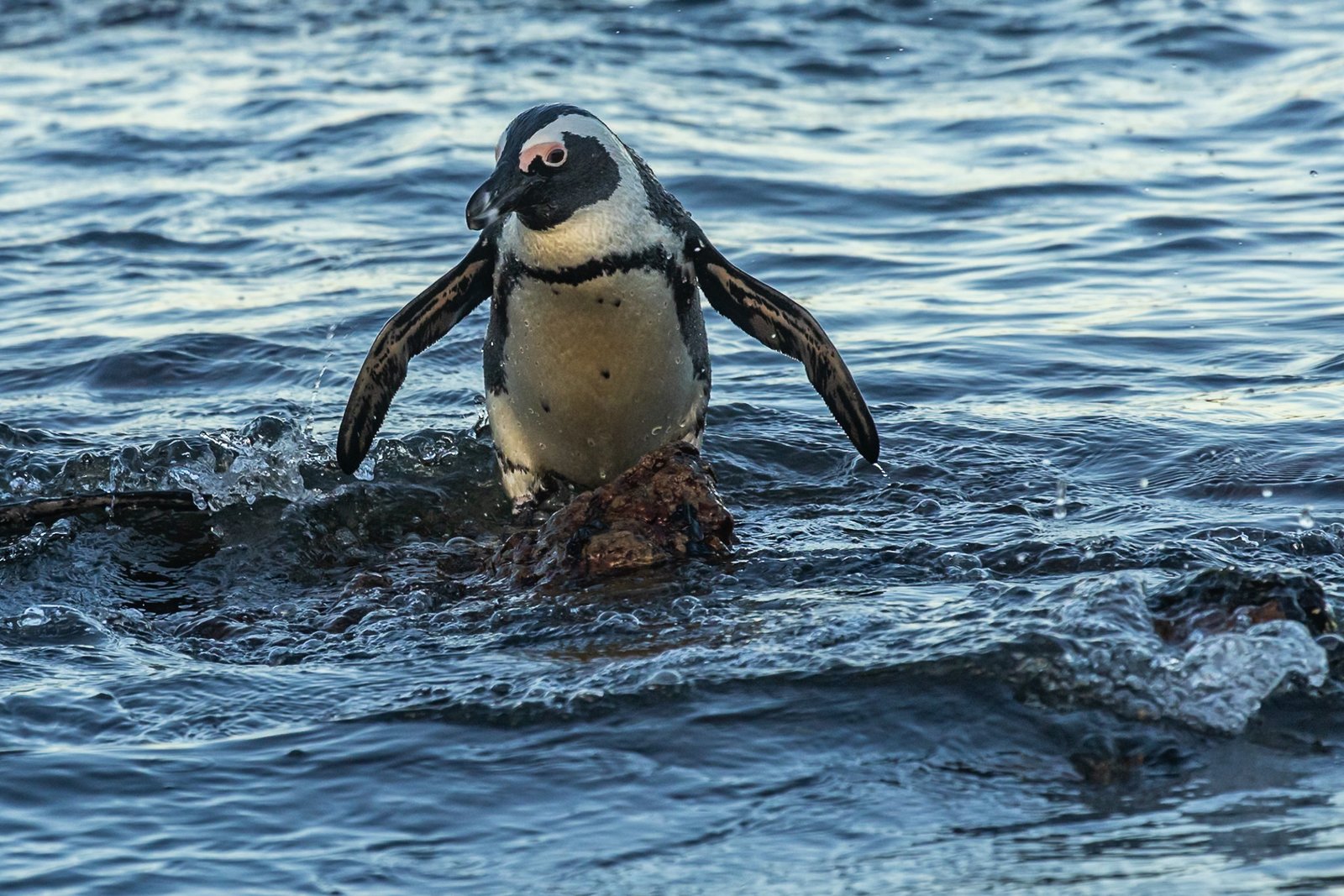 African Penguin walking out of the ocean.