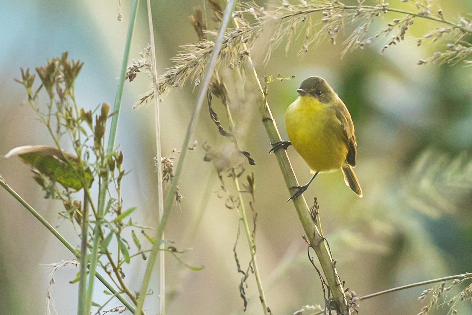 african-yellow-warbler-bird-perched-1