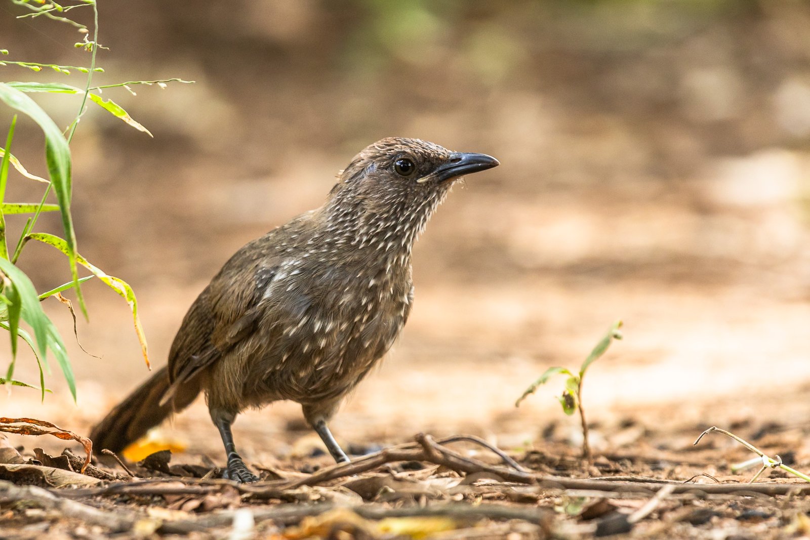 arrow-marked-babbler-bird-standing-2