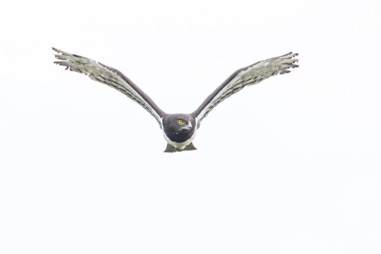 Black-chested Snake Eagle in flight.