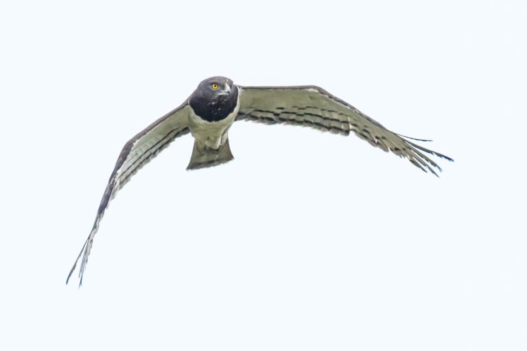 Black-chested Snake Eagle in flight.