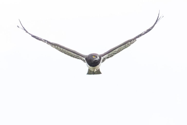 Black-chested Snake Eagle in flight.