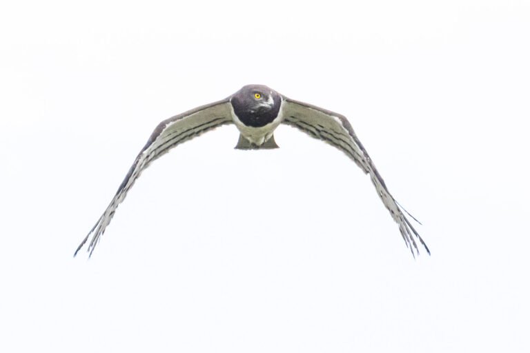 Black-chested Snake Eagle in flight.