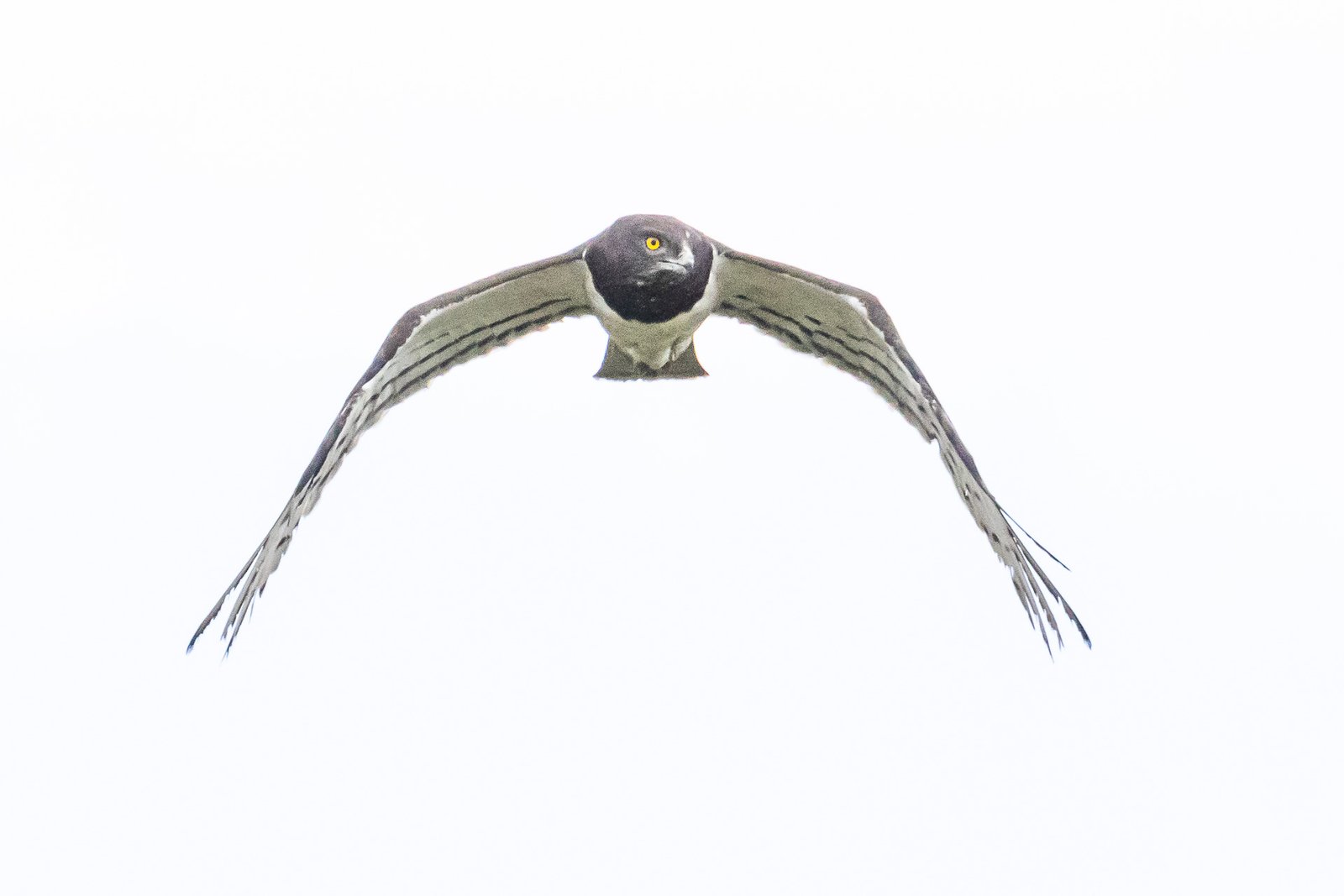 Black-chested Snake Eagle in flight.