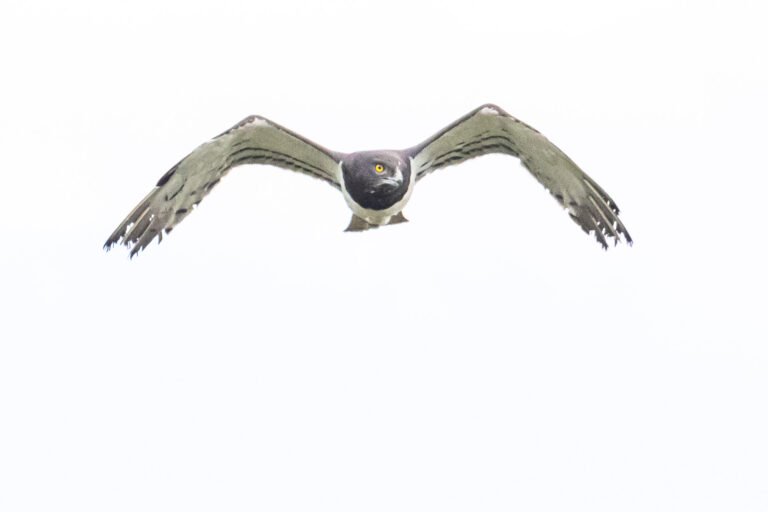 Black-chested Snake Eagle in flight.