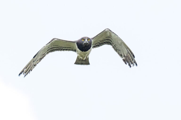 Black-chested Snake Eagle in flight.