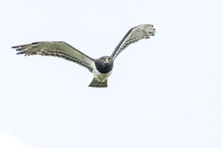 Black-chested Snake Eagle in flight.