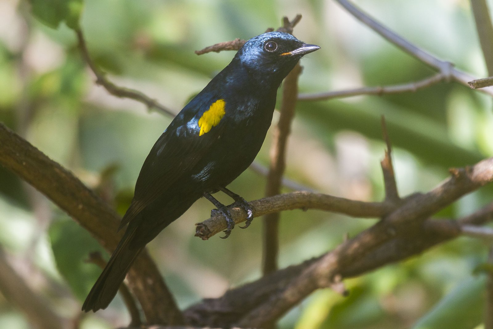 black-cuckooshrike-perched