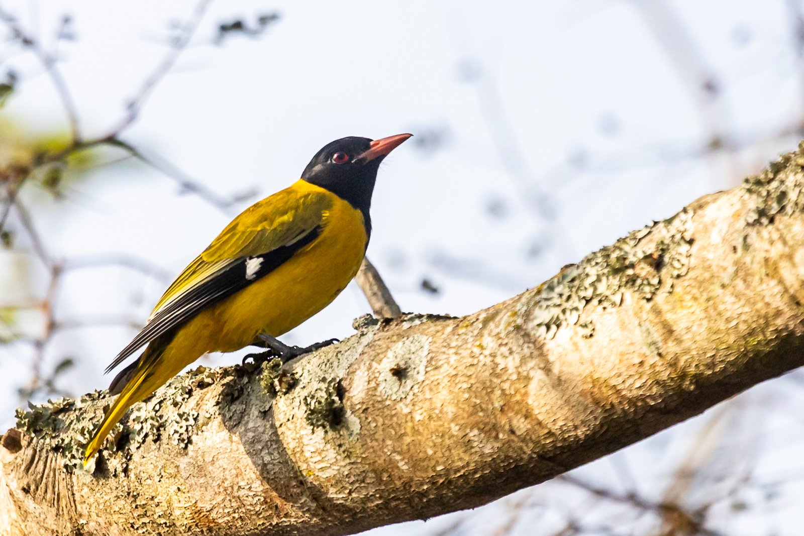 black-headed-oriole-bird-perched-1