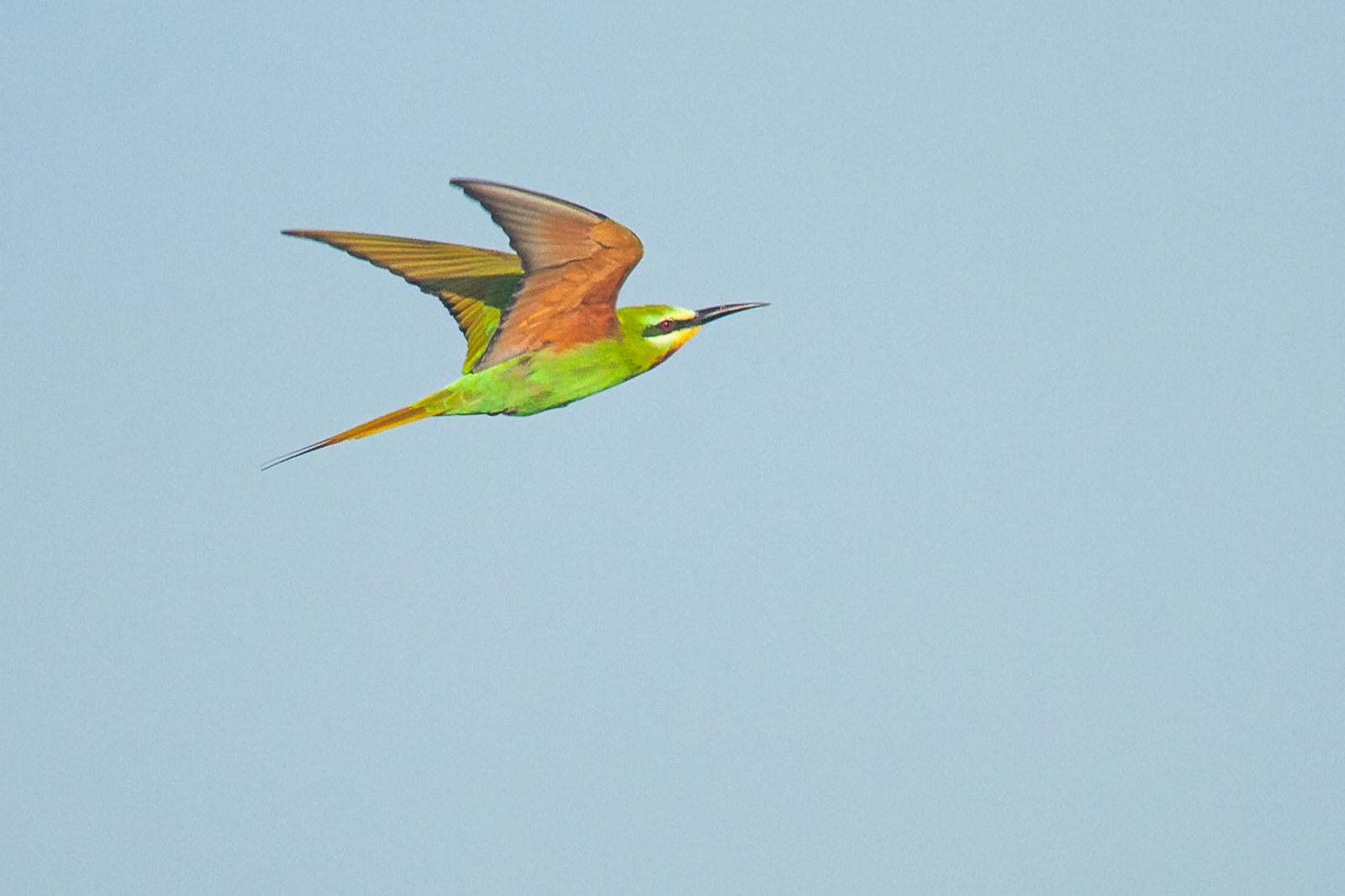 blue-cheeked-bee-eater-bird-in-flight-2