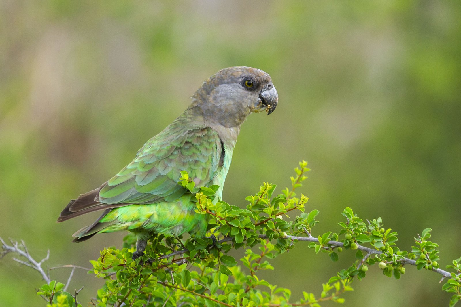 brown-headed-parrot-perched