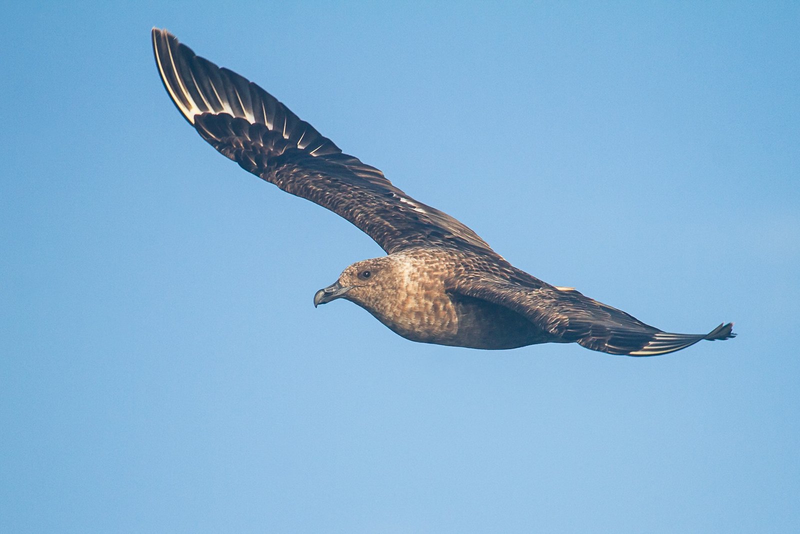 brown-skua-bird-in-flight-6