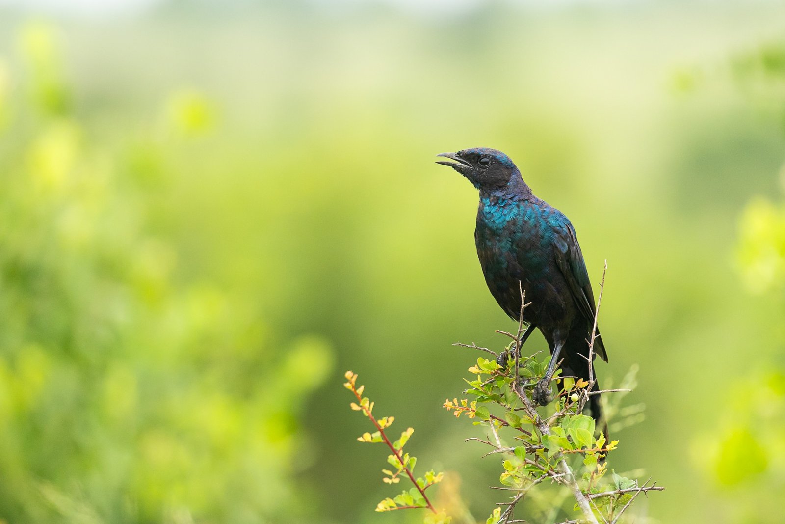 burchells-starling-bird-perched-1