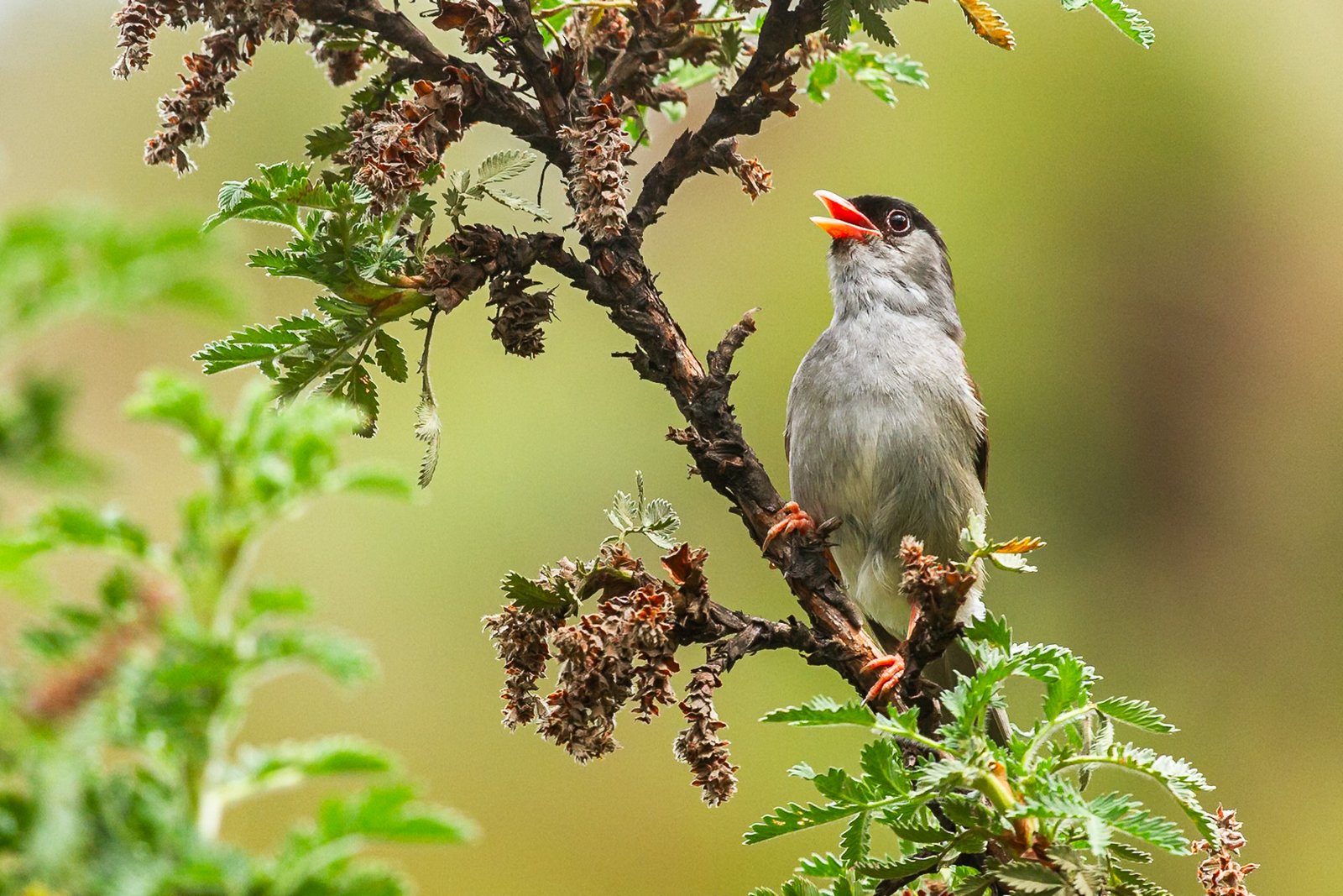 bush-blackcap-bird-perched-1