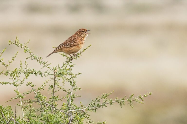 Cape Clapper Lark calling.