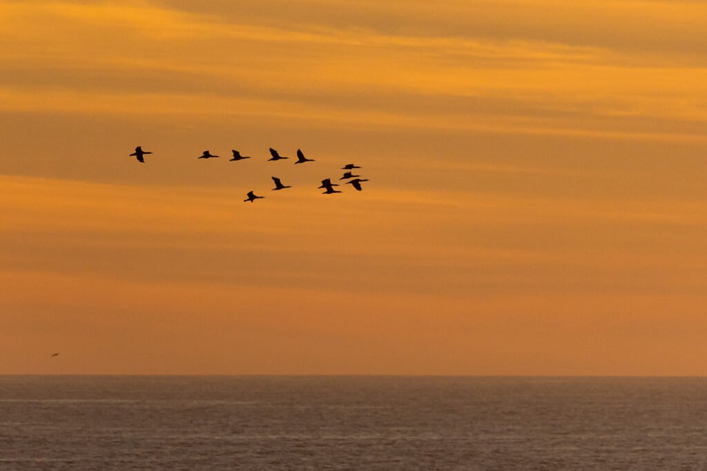 Cape Cormorants flying with beautiful clouds silhouette.