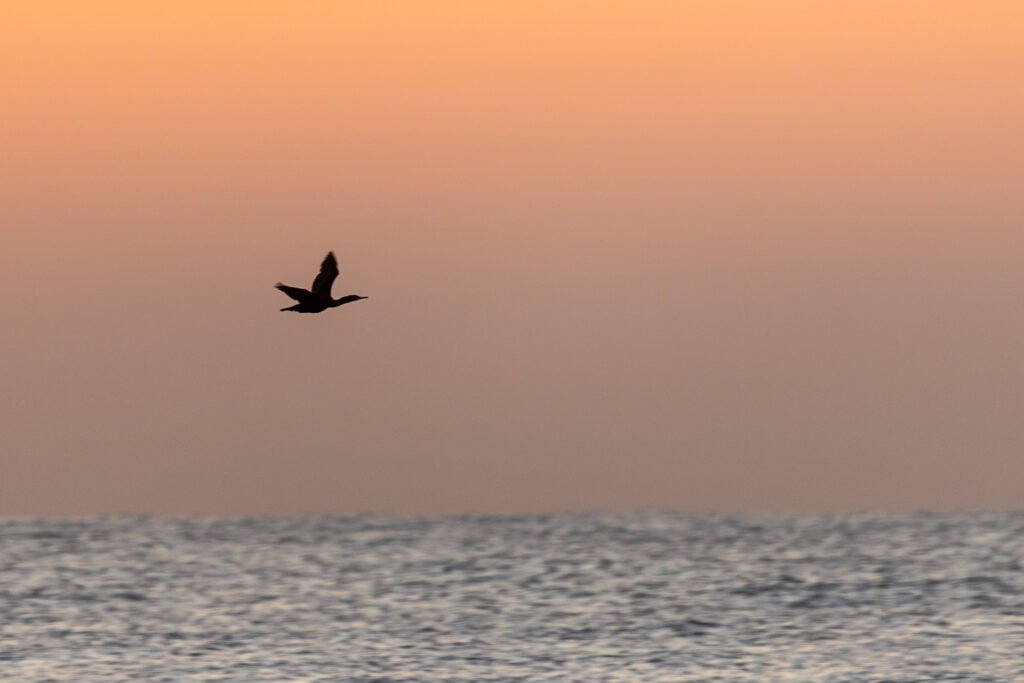 Cape Cormorant flying silhouette.