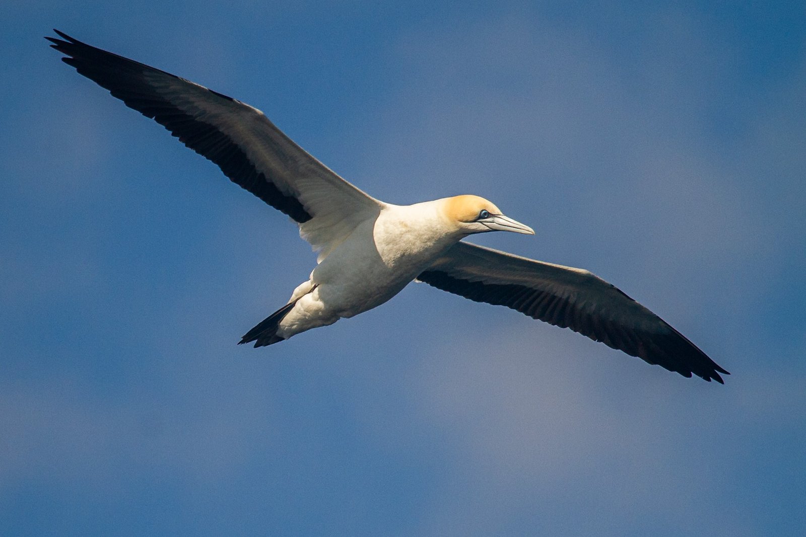 cape-gannet-bird-in-flight-3