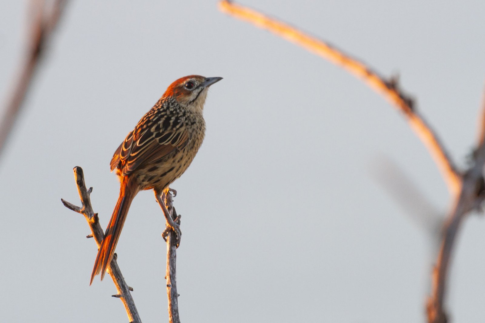 cape-grassbird-perched