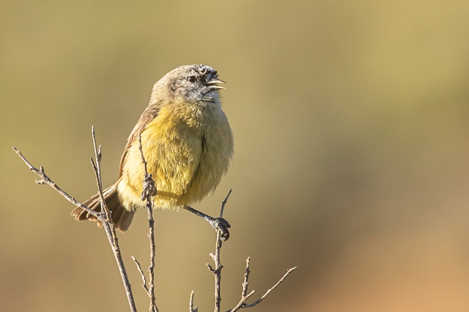 cape-penduline-tit-bird-perched-1