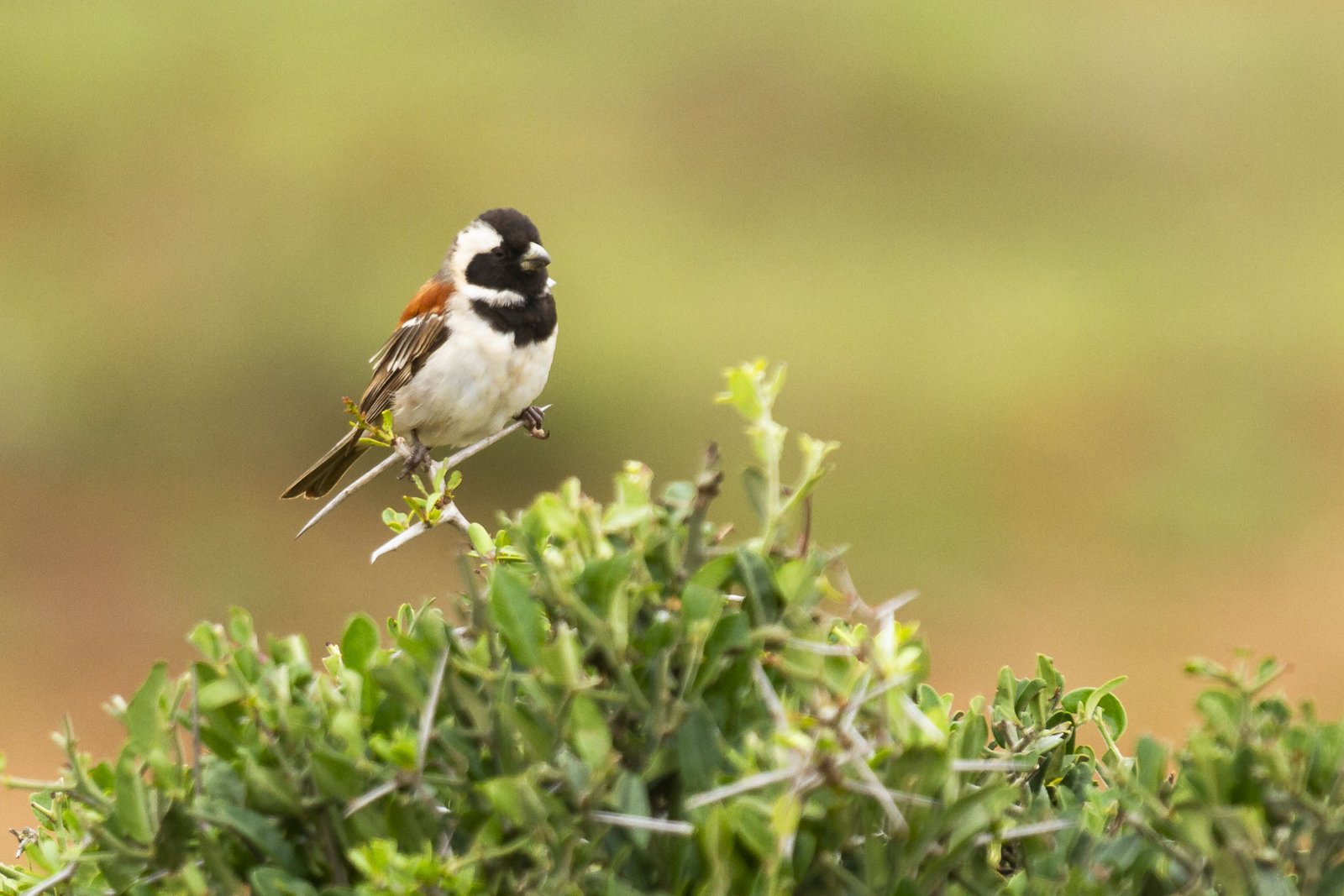 cape-sparrow-perched