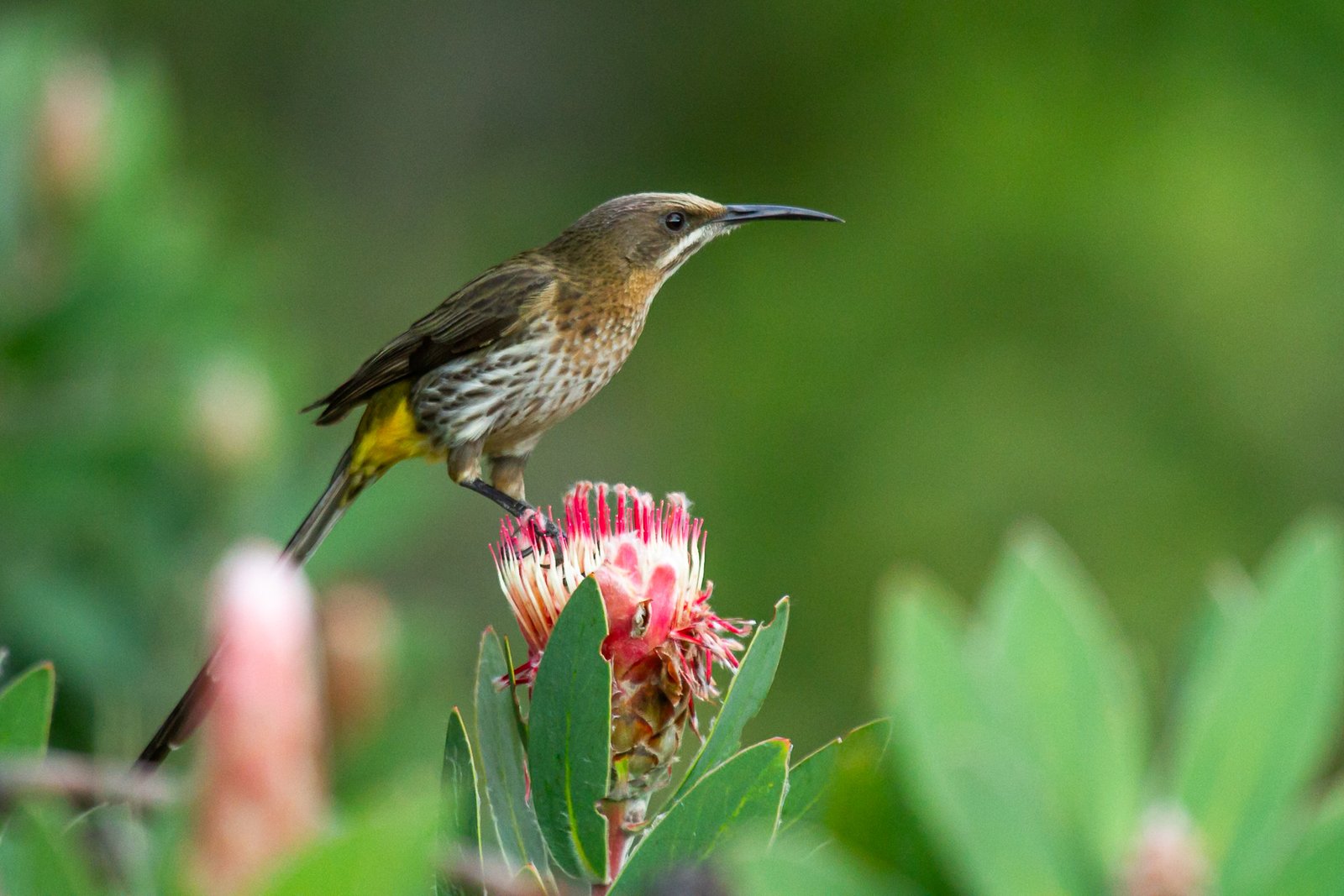 cape-sugarbird-bird-perched-2