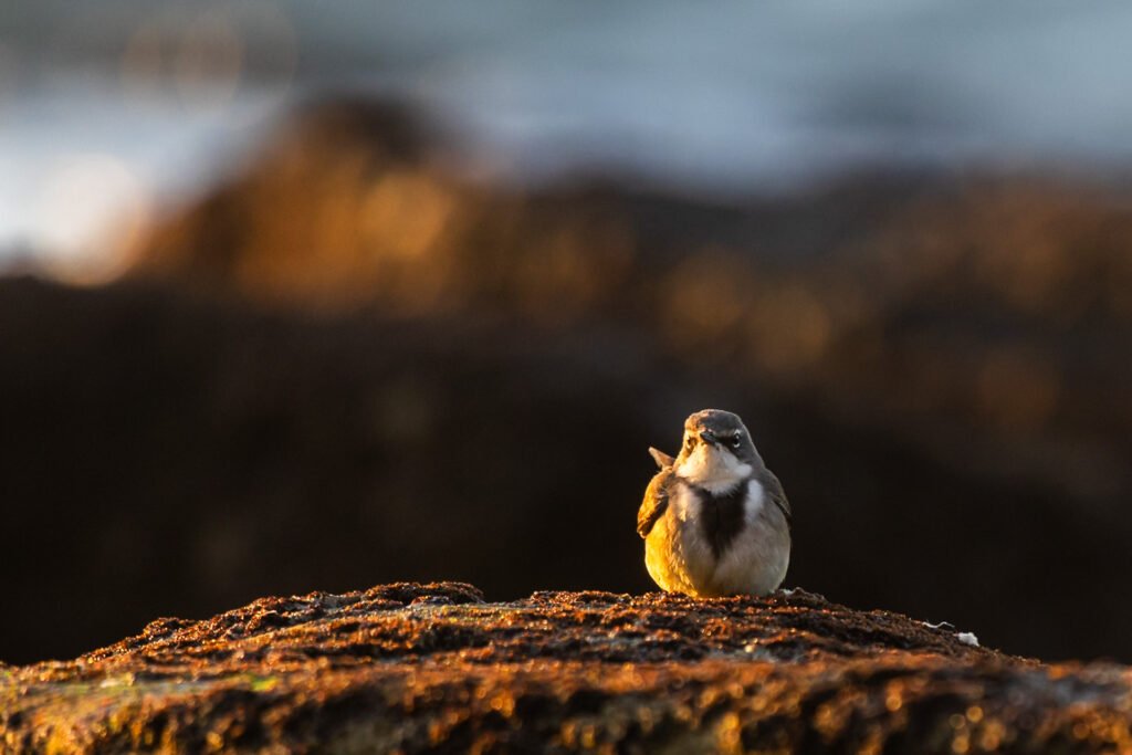 Cape Wagtail on a rock.