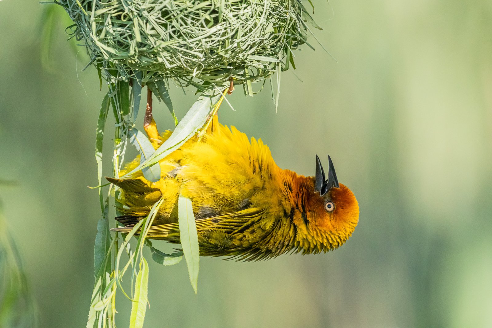 Cape Weaver on a nest.