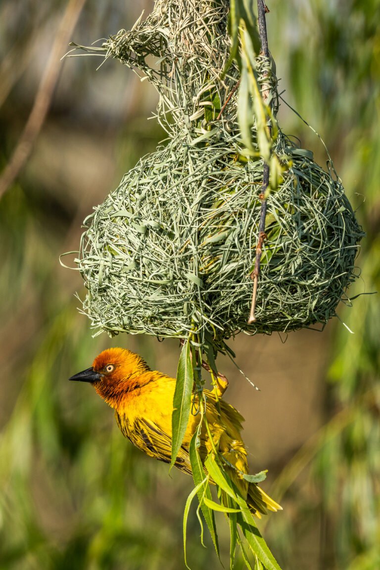 Cape Weaver on a nest.