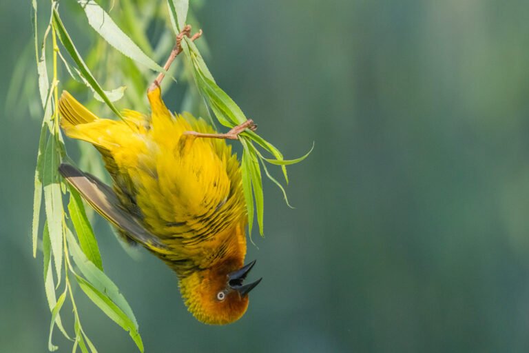 Cape Weaver on a nest.