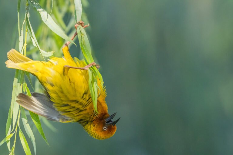 Cape Weaver on a nest.