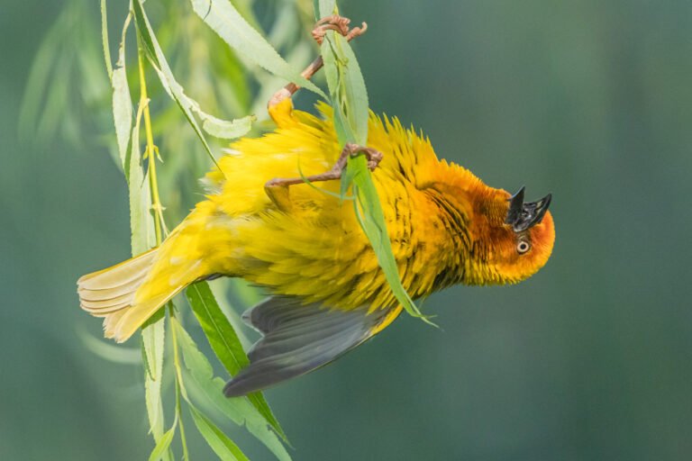 Cape Weaver on a nest.